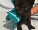 Кошки в Казани: Котёнок от русской голубой Девочка, Бесплатно - фото 1