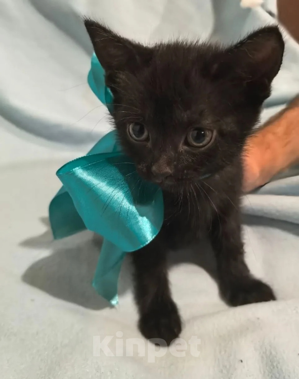 Кошки в Казани: Котёнок от русской голубой Девочка, Бесплатно - фото 1