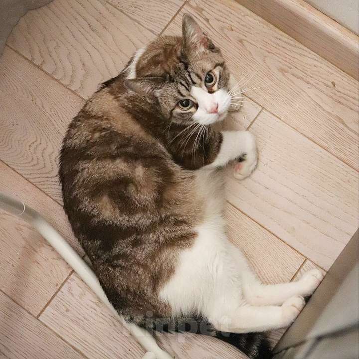 Кошки в Санкт-Петербурге: Кошечка Рикки в поисках дома Девочка, Бесплатно - фото 1