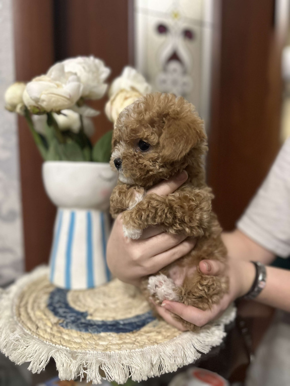 Собаки в Балашихе: Девочка Девочка, 130 000 руб. - фото 1