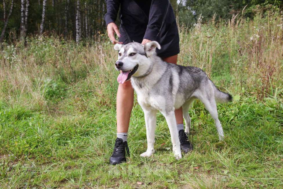 Собаки в Москве: Серенький Мальчик, Бесплатно - фото 24