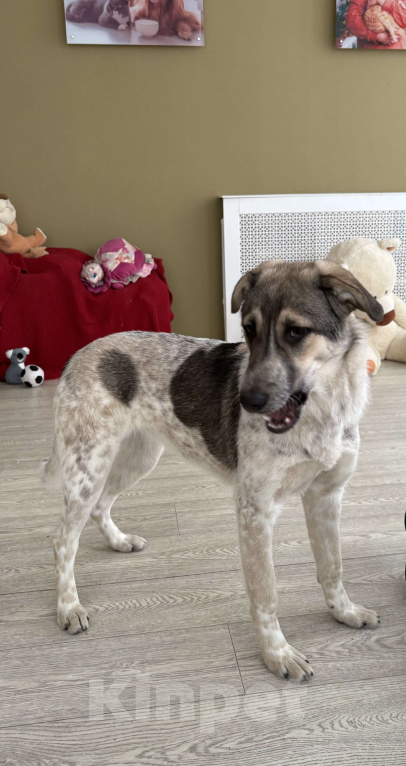 Собаки в Москве: Красавица Хильда в поисках семьи  Девочка, Бесплатно - фото 6