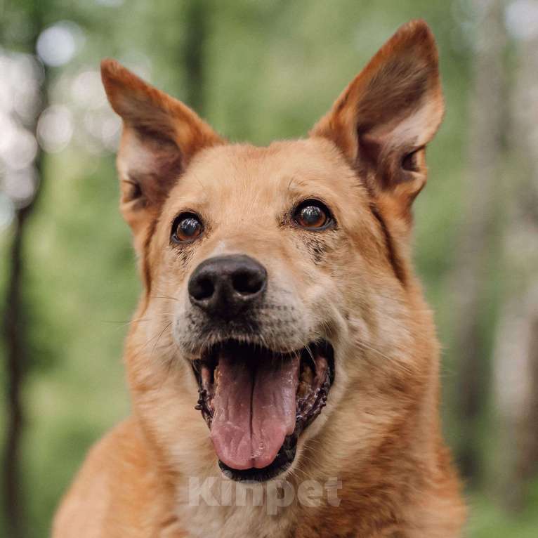Собаки в Москве: Пунш Мальчик, Бесплатно - фото 3
