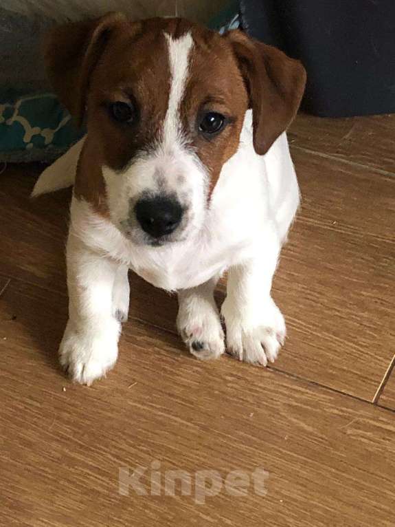 Собаки в Новосибирске: щенок джек рассел терьера  Мальчик, Бесплатно - фото 2