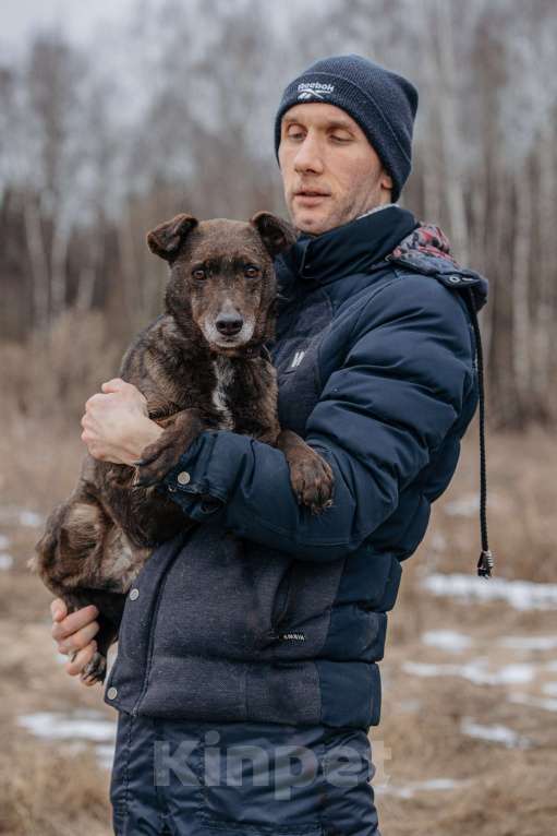 Собаки в Москве: Маленькая собачка в добрые руки Девочка, Бесплатно - фото 2