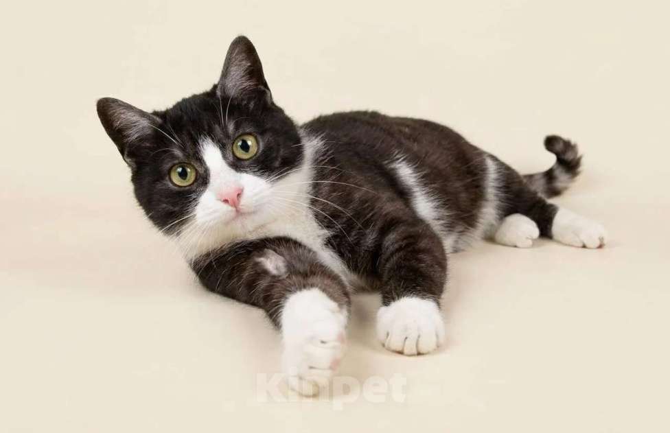 Кошки в Лобне: Маркиз в поиске дома Мальчик, Бесплатно - фото 1