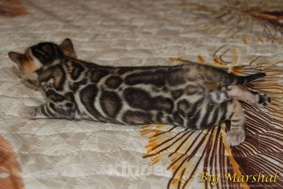 Кошки в Москве: Бенгальский мальчик Мальчик, Бесплатно - фото 5