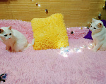Кошки в Санкт-Петербурге: Белый кот 10мес. ищет дом  Мальчик, 200 руб. - фото 6