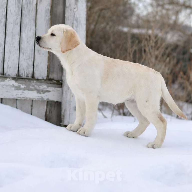 Собаки в Задонске: Девочка Лабрадора Мальчик, 70 000 руб. - фото 2
