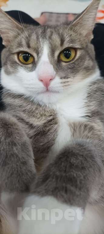 Кошки в других городах Московской области: Буся ваше персональное счастье Девочка, Бесплатно - фото 3