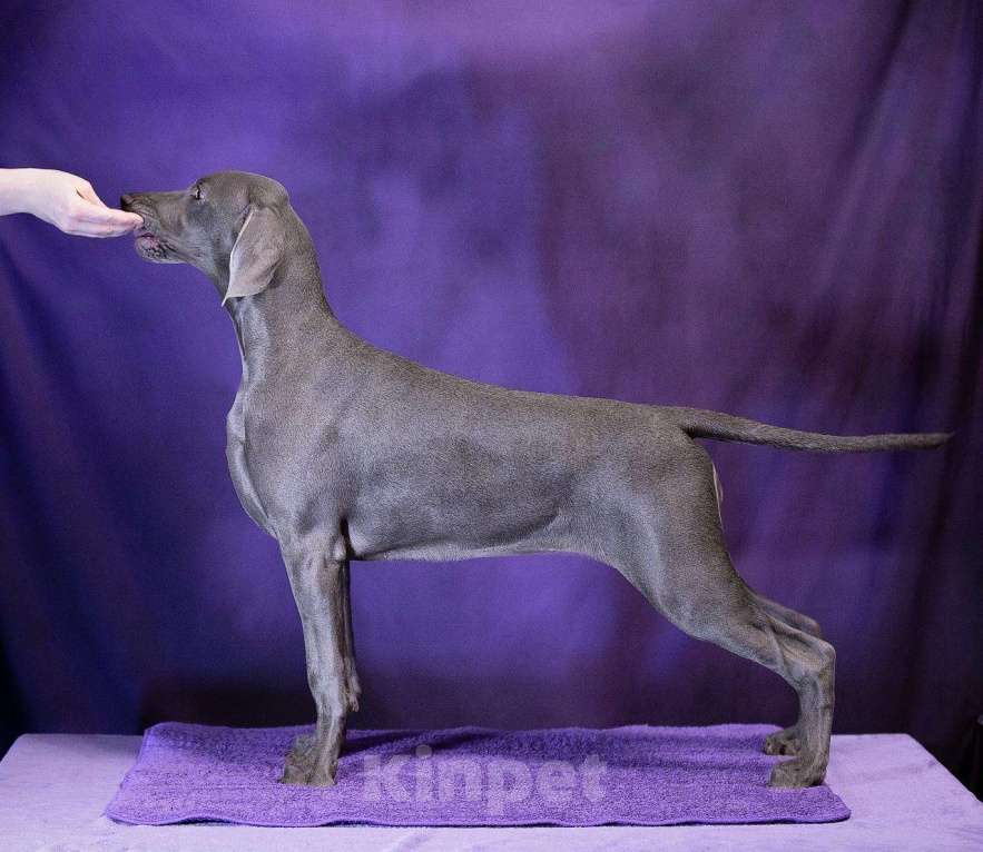 Собаки в Москве: Шикарная девочка веймаранера ( веймарская легавая )  Девочка, Бесплатно - фото 2