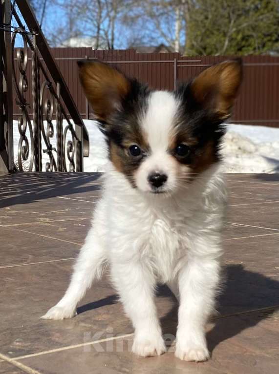 Собаки в Ярославле: Щенки( мальчики) Мальчик, Бесплатно - фото 3