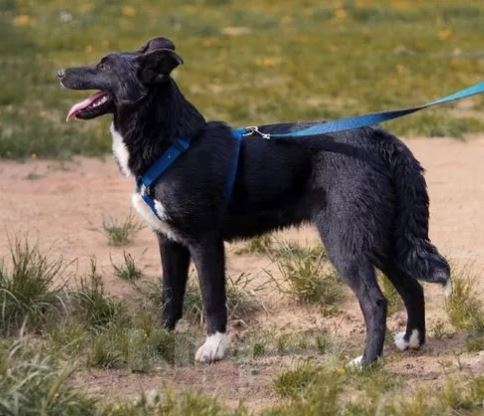 Собаки в Москве: Дана Девочка, Бесплатно - фото 2