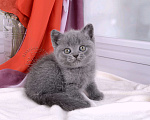 Кошки в Мурином: Британский котик голубого окраса   Мальчик, 30 000 руб. - фото 7