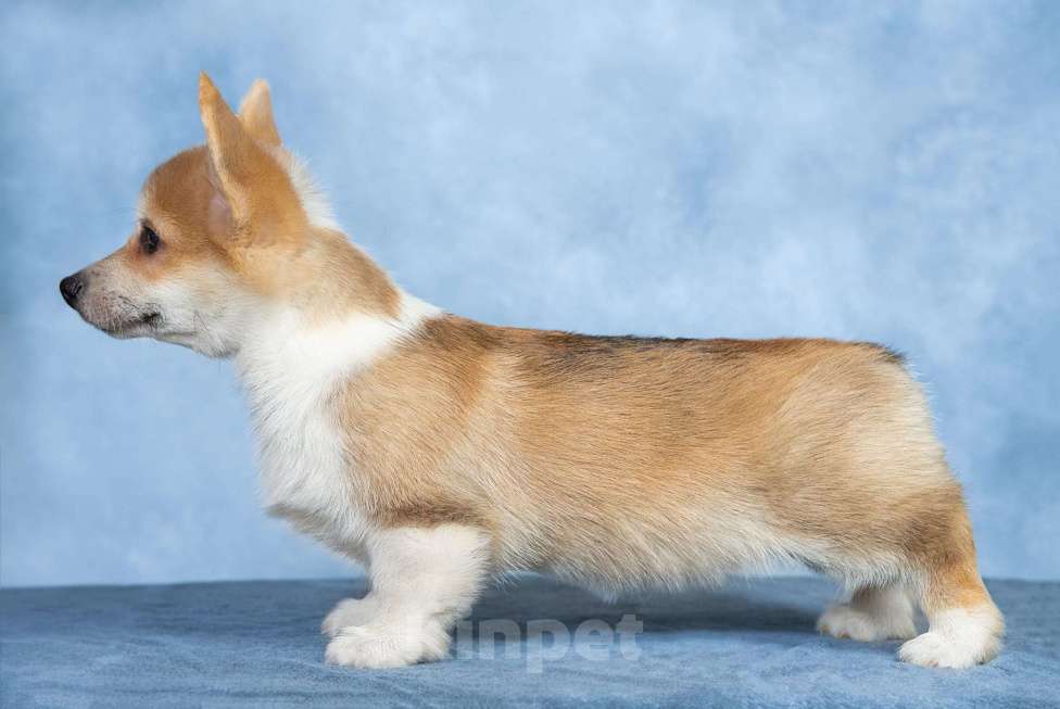 Собаки в Москве: Вельш корги пемброк щенок Мальчик, 50 000 руб. - фото 5