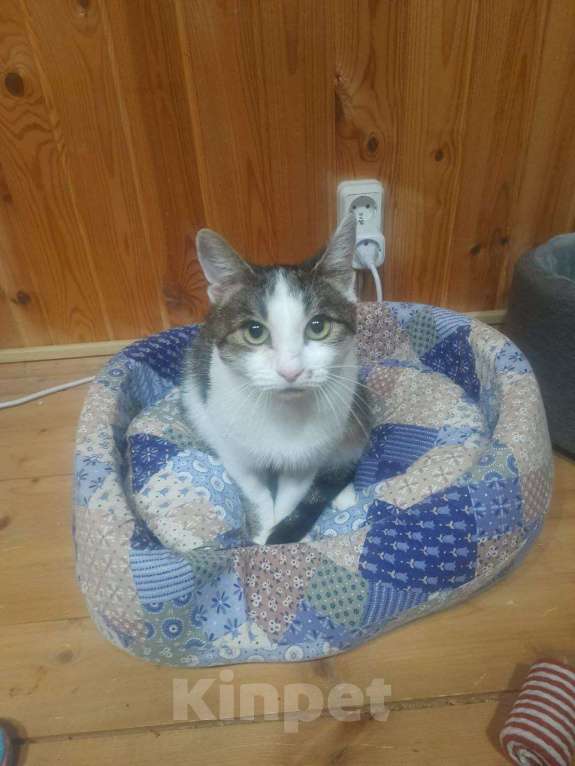 Кошки в Москве: Отдаю кошечку бесплатно Девочка, Бесплатно - фото 1