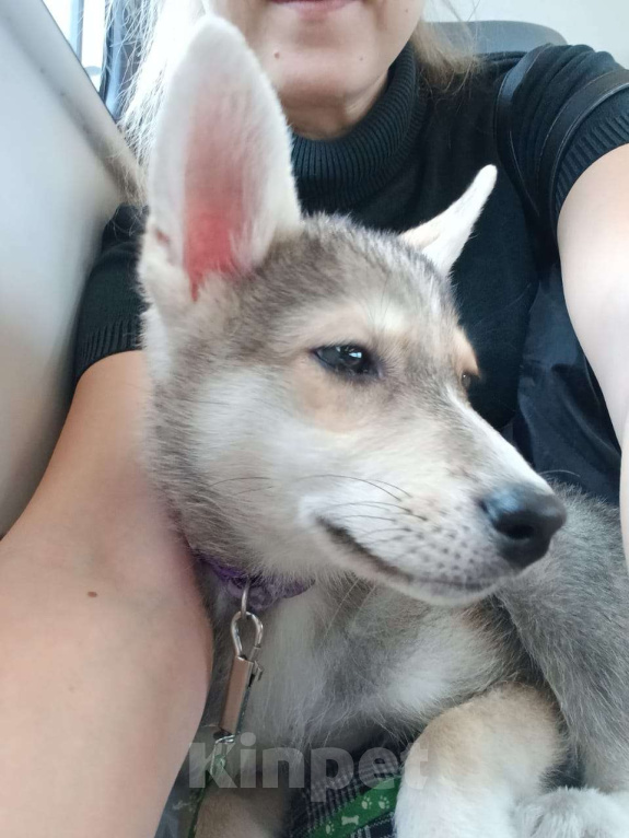 Собаки в Москве: Метис Лайки в добрые руки Мальчик, Бесплатно - фото 3