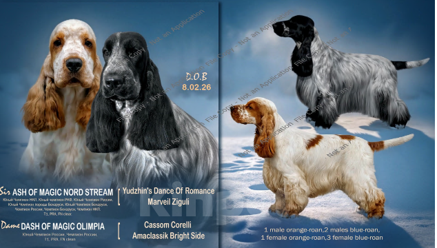 Собаки в Архангельске: Продаются щенки английского кокер-спаниеля Разнополые, 70 000 руб. - фото 1