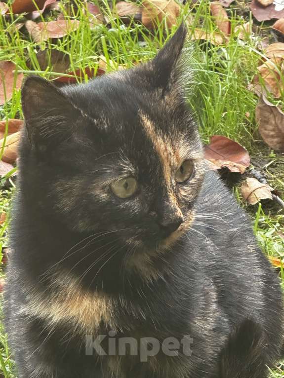 Кошки в Звенигороде: котята ищут дом Девочка, Бесплатно - фото 4