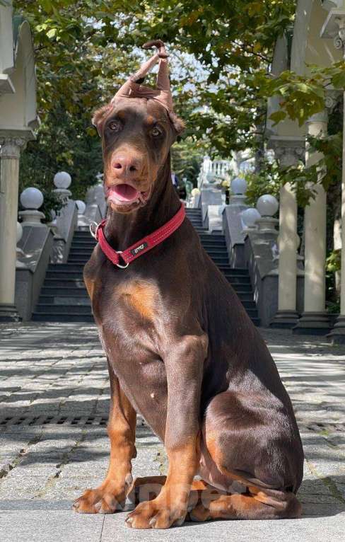 Собаки в других городах Московской области: Щенки добермана Мальчик, 100 000 руб. - фото 2
