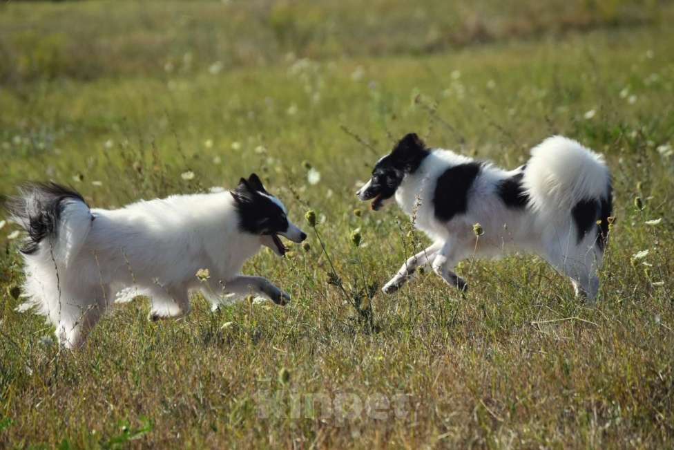 Собаки в Москве: Ненецкая оленегонная лайка. Сука Царица Томирис.  Девочка, 60 000 руб. - фото 9