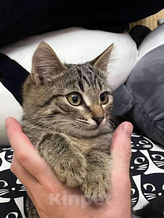 Кошки в Москве: Басик готов к переезду. Добрые хозяева - где вы? Мальчик, Бесплатно - фото 7