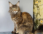 Кошки в Москве: Котёнок Мейн-кун Девочка Девочка, 30 000 руб. - фото 3