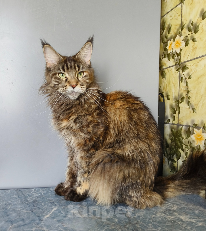 Кошки в Москве: Котёнок Мейн-кун Девочка Девочка, 30 000 руб. - фото 3
