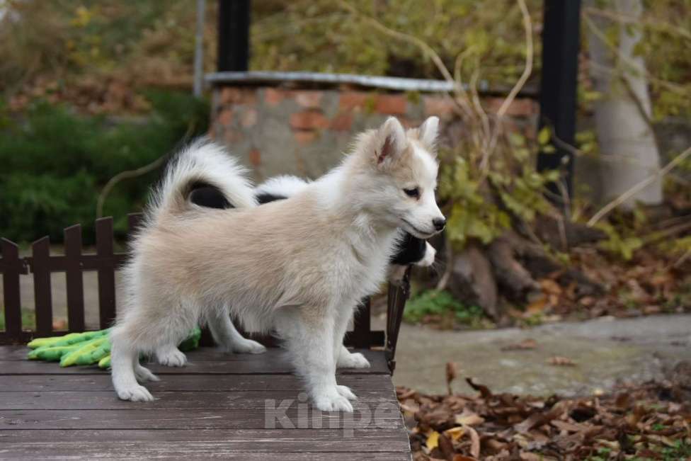 Собаки в Москве: Ненецкая оленегонная лайка, сука Дежавю. Девочка, 60 000 руб. - фото 1