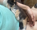 Кошки в Новороссийске: Отдам шкодных котят в добрые руки Девочка, Бесплатно - фото 1