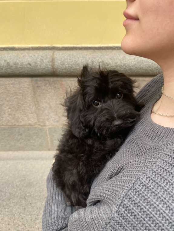 Собаки в Санкт-Петербурге: Щенок Мальтипу девочка - 4 мес  Девочка, 50 000 руб. - фото 2