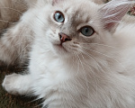 Кошки в Москве: Котик 3 мес Мальчик, Бесплатно - фото 1