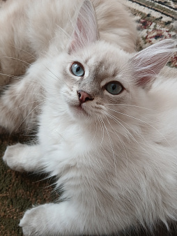 Котик 3 мес