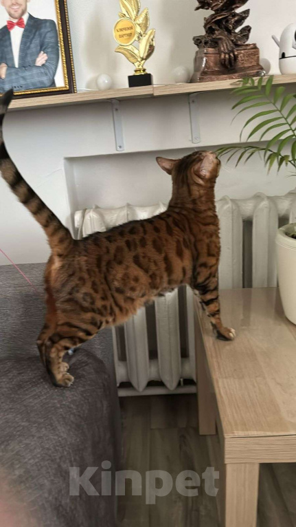 Кошки в Ростове-на-Дону: Пропала малышка Девочка, Бесплатно - фото 1