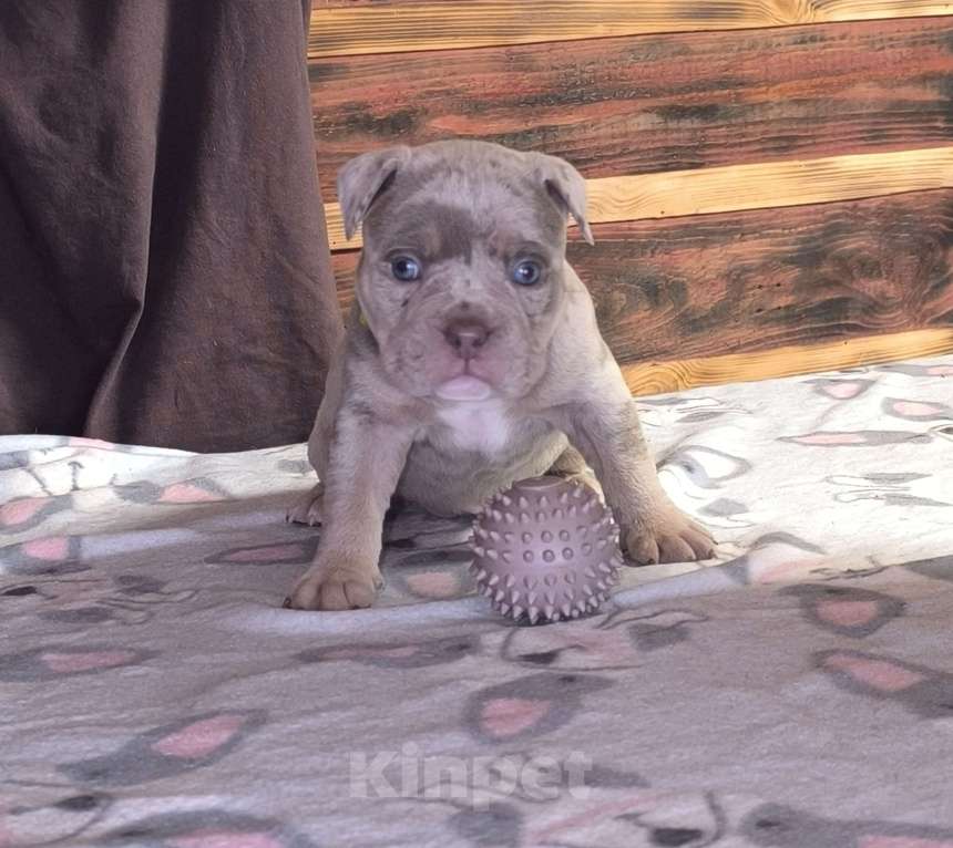 Собаки в Черногорске: Девочка Девочка, 90 000 руб. - фото 1