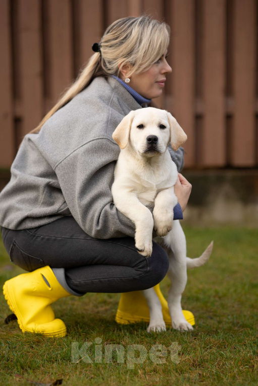 Собаки в Санкт-Петербурге: Породные Щенки  Лабрадора  Мальчик, Бесплатно - фото 6
