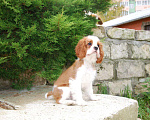 Собаки в Люберцах: Замечательный малыш Мальчик, 90 000 руб. - фото 4