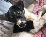 Собаки в Королеве: Друзья, мы ищем дом малышке Дженни! Девочка, Бесплатно - фото 4