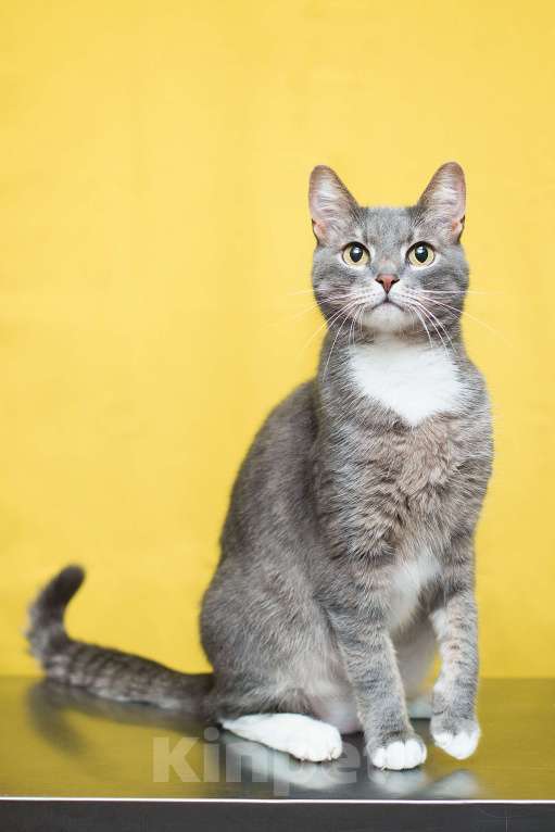 Кошки в Москве: Маугли ищет семью, которая больше не предаст Мальчик, Бесплатно - фото 1