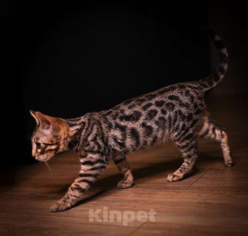 Кошки в Москве: Бенгальский котенок  Мальчик, 35 000 руб. - фото 1