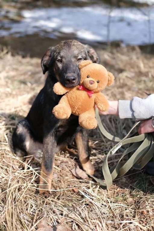 Собаки в Москве: Щенок девочка в добрые руки Девочка, Бесплатно - фото 1