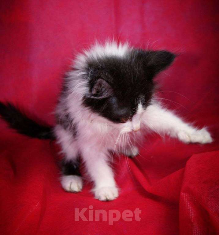 Кошки в Москве: Котенок Портосик ищет дом Мальчик, Бесплатно - фото 1