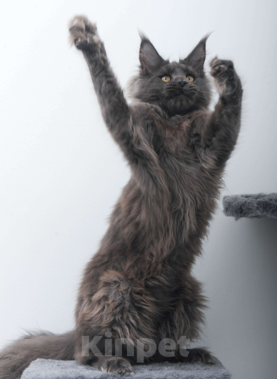 Кошки в Москве: Голубой солид кошечка Девочка, 70 000 руб. - фото 2