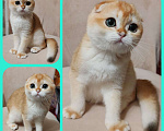 Кошки в Калуге: Котята фолд и страйт Мальчик, Бесплатно - фото 5