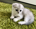 Кошки в Москве: шиншилла серебристая котенок Девочка, 25 000 руб. - фото 3