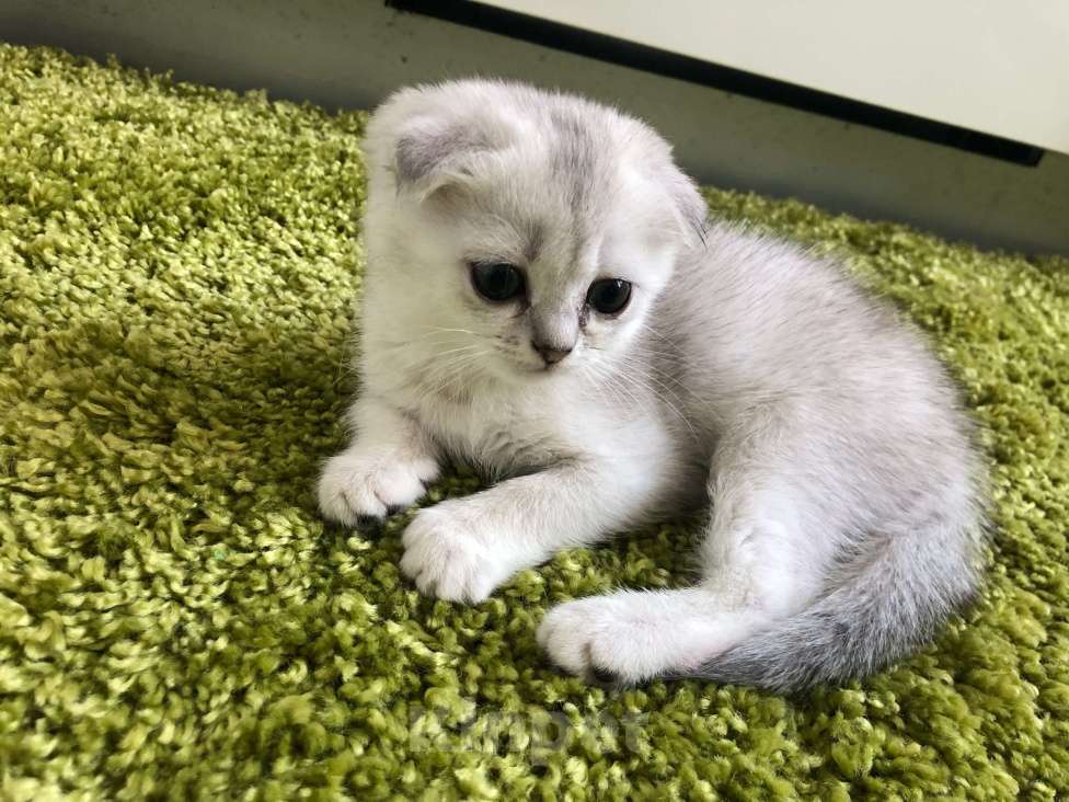 Кошки в Москве: шиншилла серебристая котенок Девочка, 10 000 руб. - фото 3