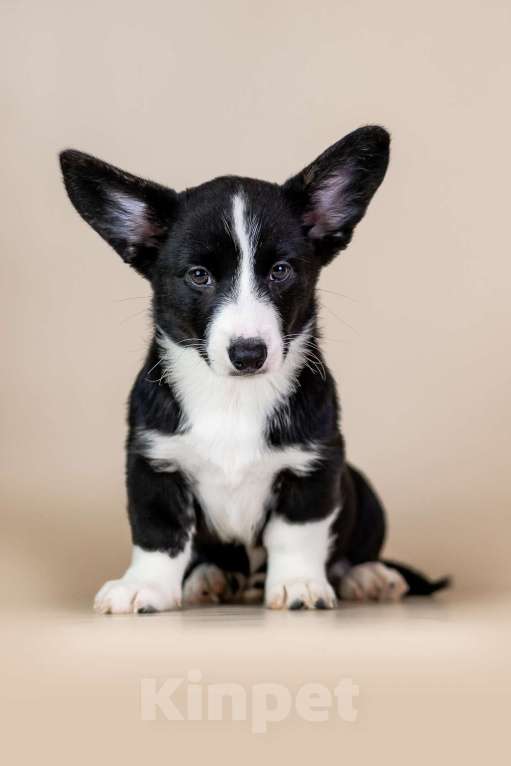 Собаки в Нижнем Новгороде: Вельш Корги Кардиган продажа  Девочка, 35 000 руб. - фото 4