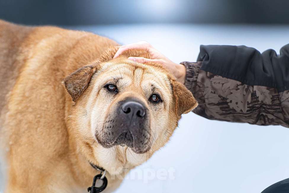 Собаки в Клине: Зоя — самостоятельная собачка с большим сердцем Девочка, Бесплатно - фото 6