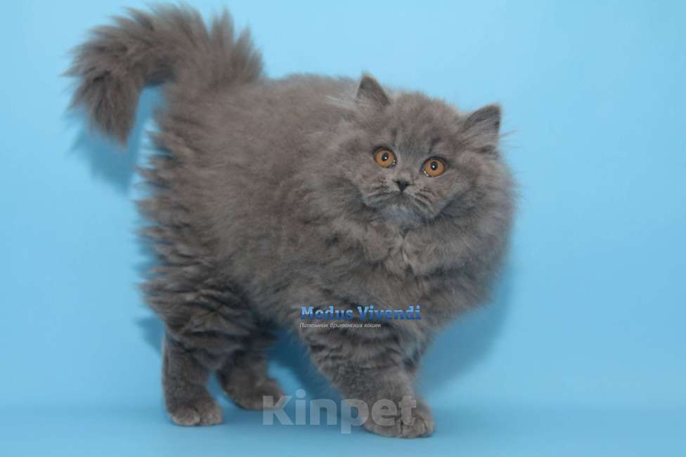 Кошки в других городах Московской области: Шикарная, ласковая девочка Девочка, 25 000 руб. - фото 1