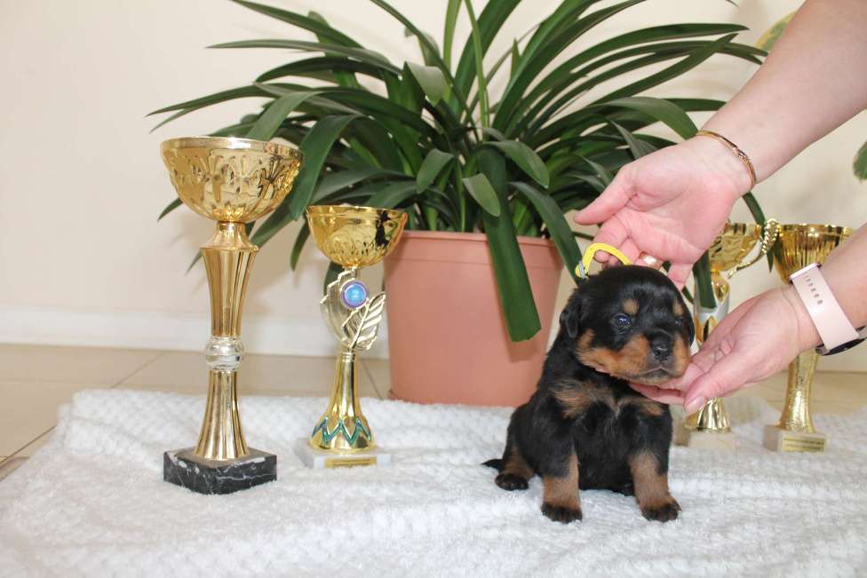 Собаки в других городах Ленинградской области: Питомник "АЛАГРОС" предлагает щенков ротвейлера Девочка, 55 000 руб. - фото 6